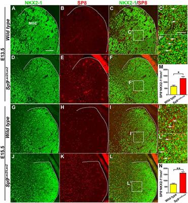 Transcription Factors Sp8 and Sp9 Regulate Medial Ganglionic Eminence-Derived Cortical Interneuron Migration